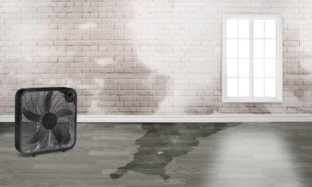 Best Water damage contractors near me  in Stansberry Lake, WA
